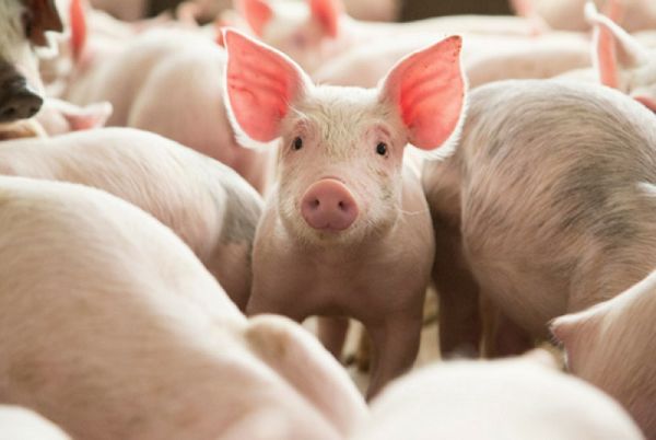 Những công ty cung cấp thịt lợn sạch, uy tín tại Việt Nam