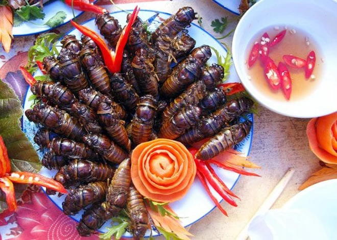 Ve sầu – món ăn dân dã từ thiên nhiên